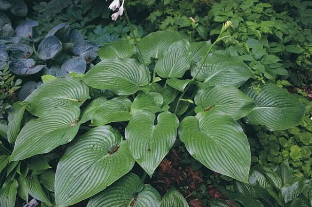 Boondocks Hosta