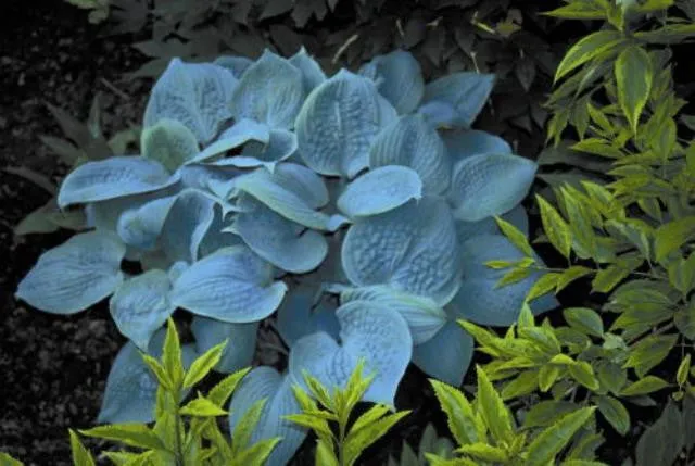 Fragrant Blue Hosta