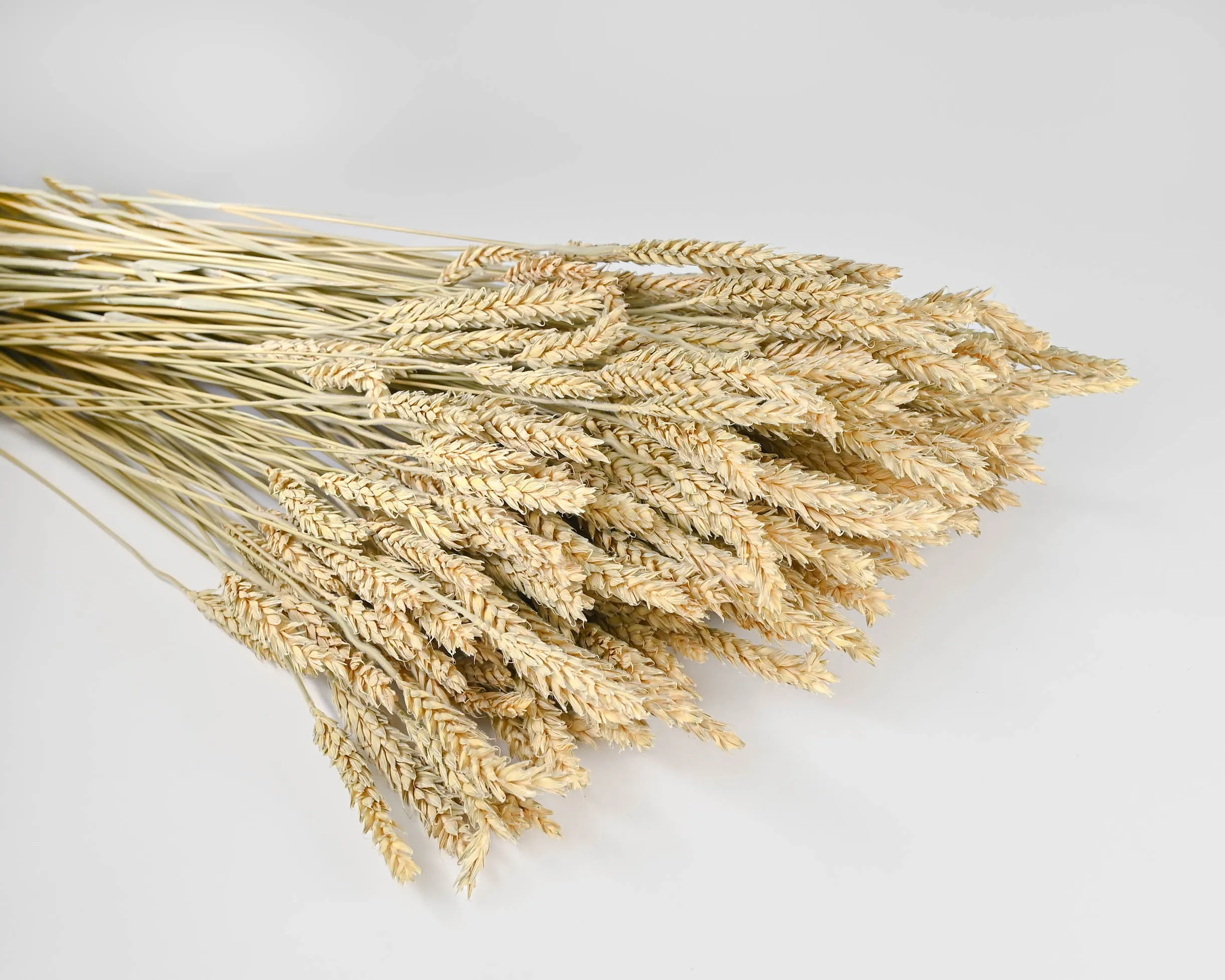 Green Beardless Wheat Bundle