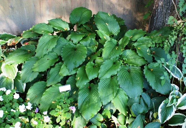 Lakeside Ripples Hosta