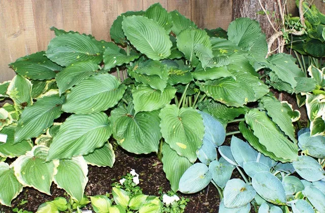 Lakeside Ripples Hosta