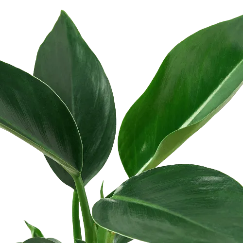 Philodendron 'Congo Green'