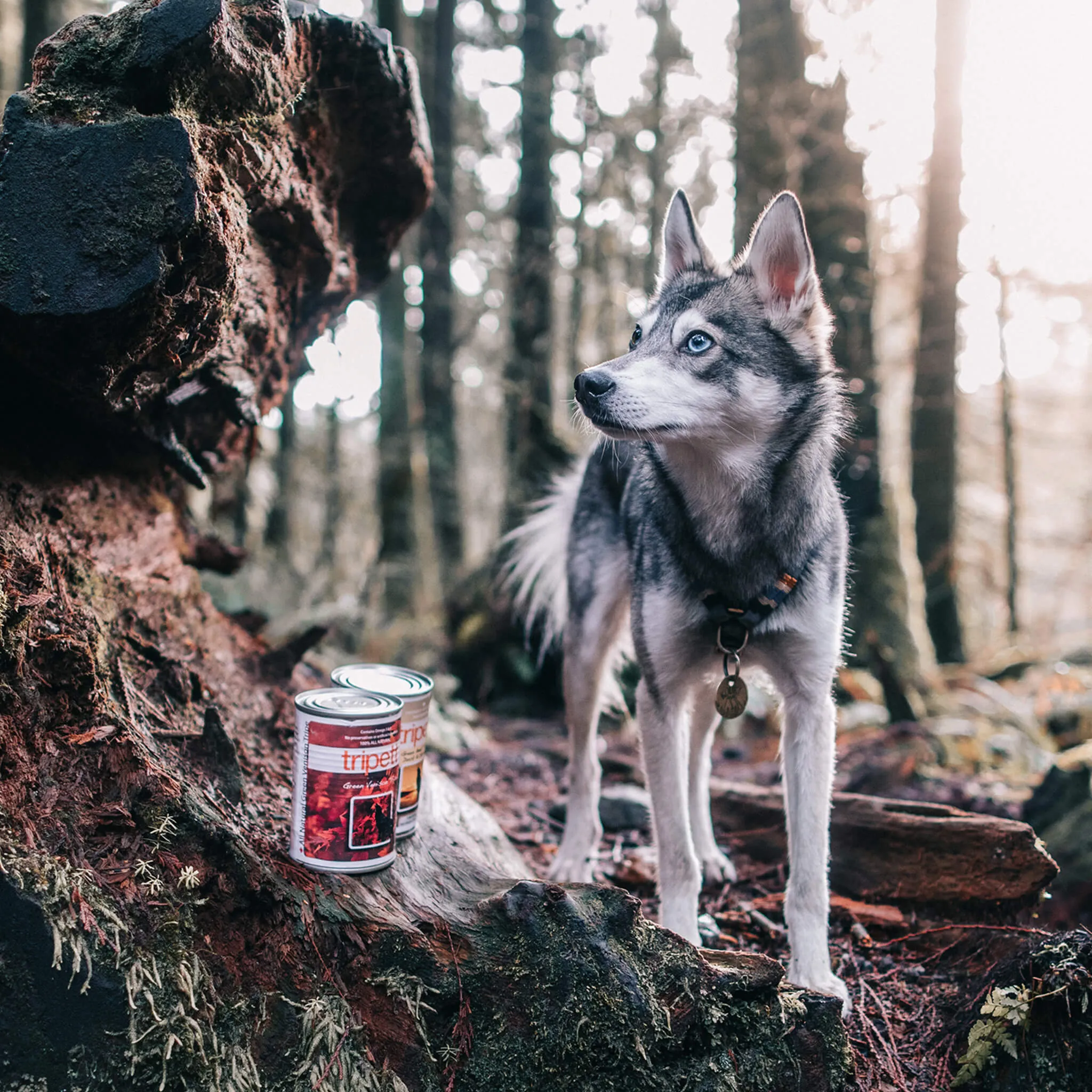 Tripett Green Tripe Canned Dog & Cat Food